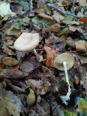 Fungi