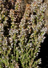 Erica setacea