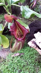 Nepenthes distillatoria
