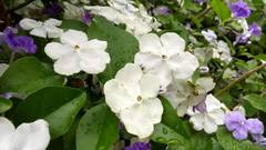 Brunfelsia australis