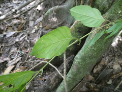 Uncaria lanosa