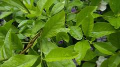 Brunfelsia australis