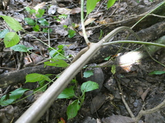 Uncaria lanosa