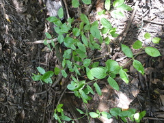 Uncaria lanosa