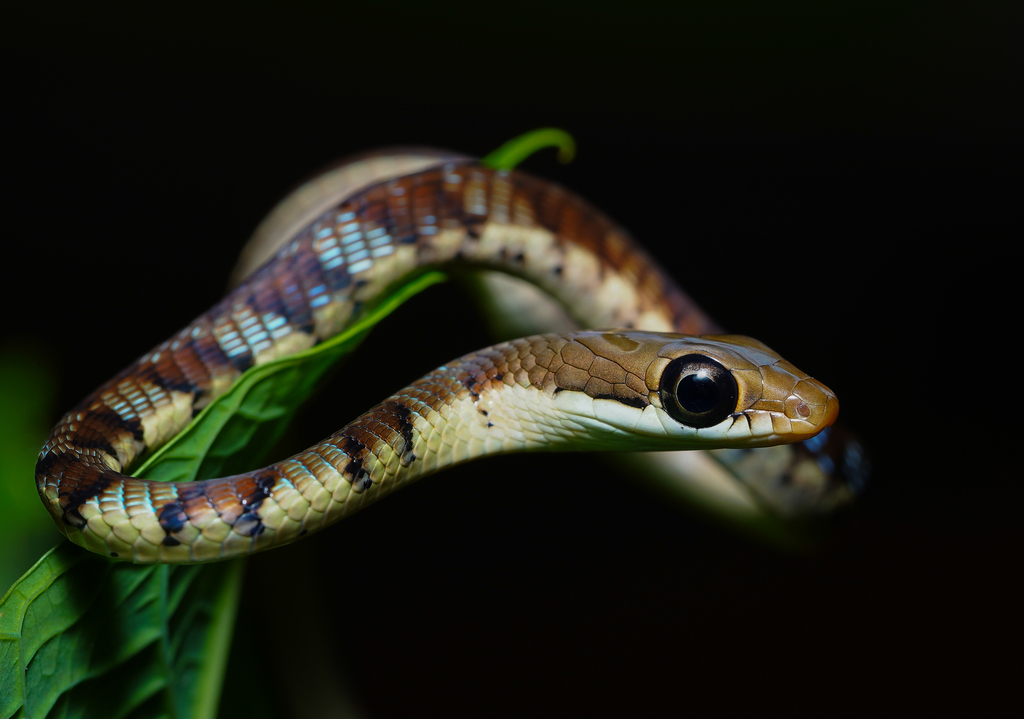 Karnataka Bronzeback