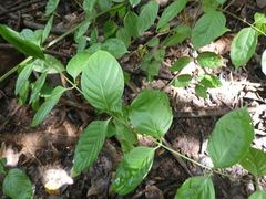 Uncaria lanosa