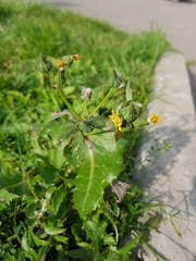 Sonchus oleraceus