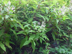 Koenigia polystachya