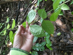 Uncaria lanosa