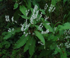 Koenigia polystachya
