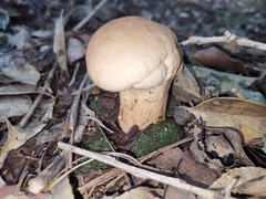 Calvatia boninensis