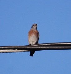 Sialia mexicana