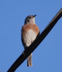 Sialia mexicana