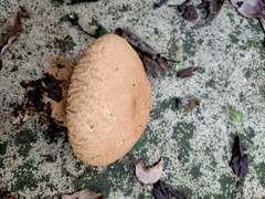 Calvatia boninensis