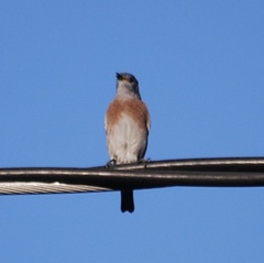 Sialia mexicana
