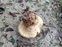 Calvatia boninensis