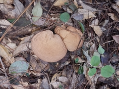Calvatia boninensis