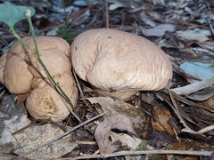 Calvatia boninensis