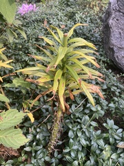 Lilium lancifolium