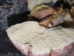 Calvatia boninensis