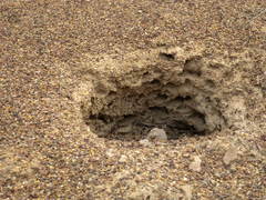 Tachyglossus aculeatus