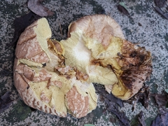 Calvatia boninensis