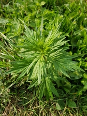 Artemisia vulgaris