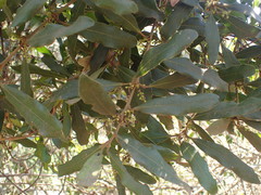 Euclea natalensis natalensis