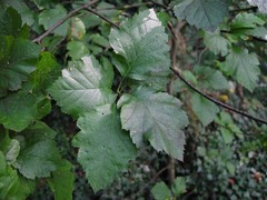 Karpatiosorbus croceocarpa