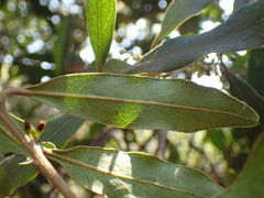 Euclea natalensis natalensis