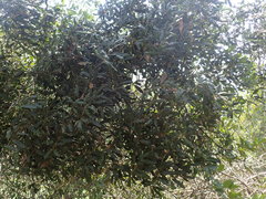 Euclea natalensis natalensis