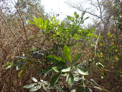 Cussonia nicholsonii