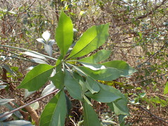 Cussonia nicholsonii
