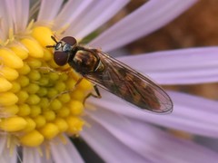 Platycheirus scutatus