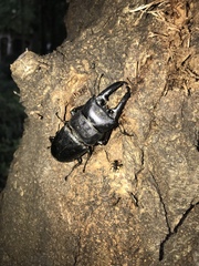 Serrognathus titanus platymelus