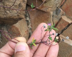 Drosanthemum karrooense