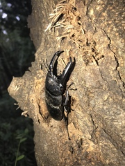 Serrognathus titanus platymelus