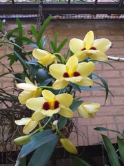 Dendrobium