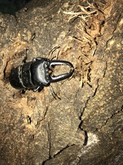 Serrognathus titanus platymelus