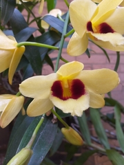 Dendrobium