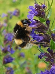 Bombus lucorum