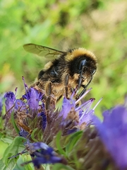 Bombus lucorum