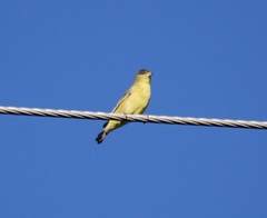 Spinus psaltria