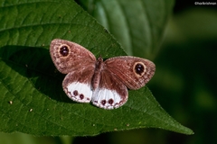 Ypthima ceylonica