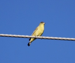 Spinus psaltria
