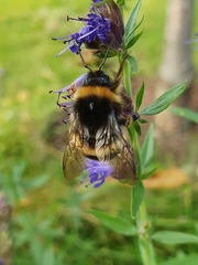 Bombus lucorum