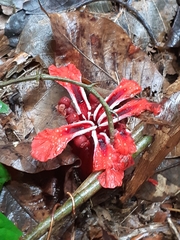Etlingera coccinea