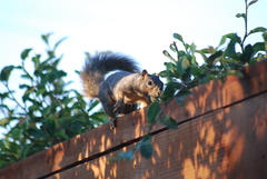 Sciurus niger rufiventer