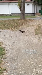 Sciurus vulgaris