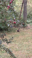 Sciurus vulgaris